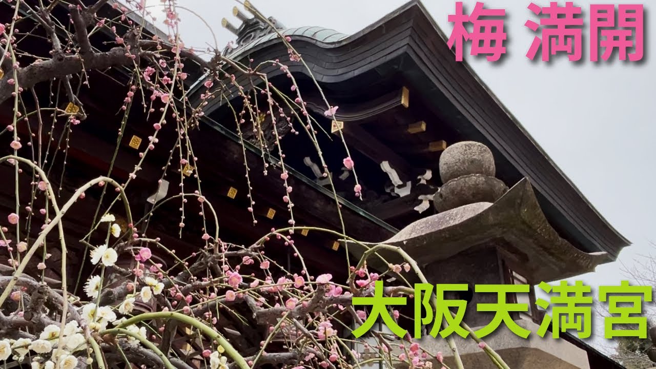 梅満開の大阪天満宮【2月27日】