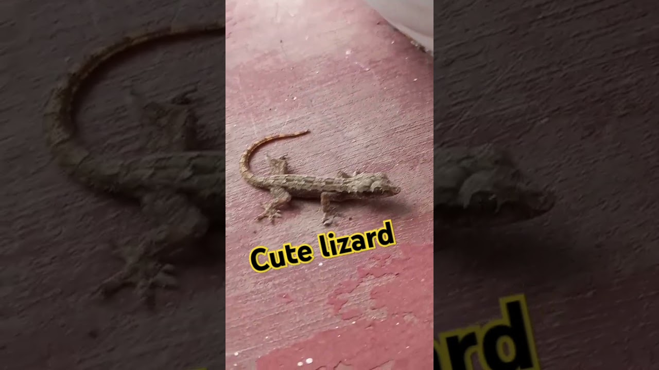 Cute lizard #subscribe #shortvideo #lizard #cute #animals #house #tiki #like