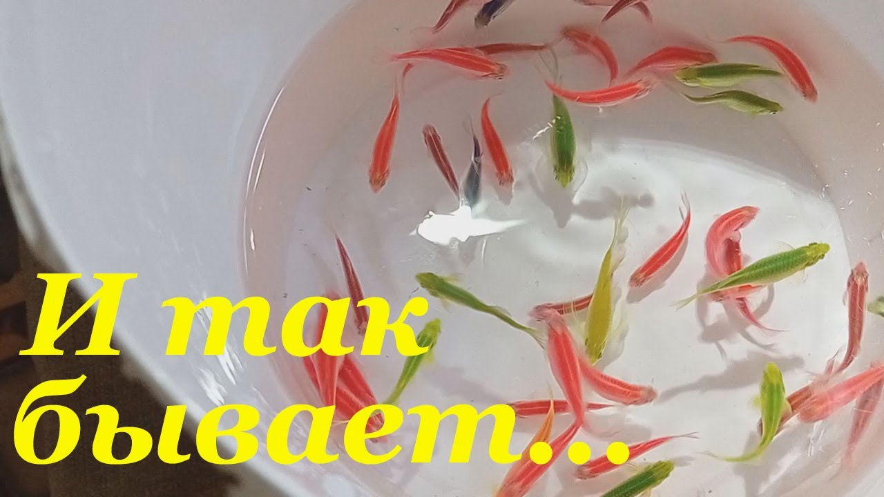 Как разводить данио глофиш Личный опыт Нерест данио глофиш
