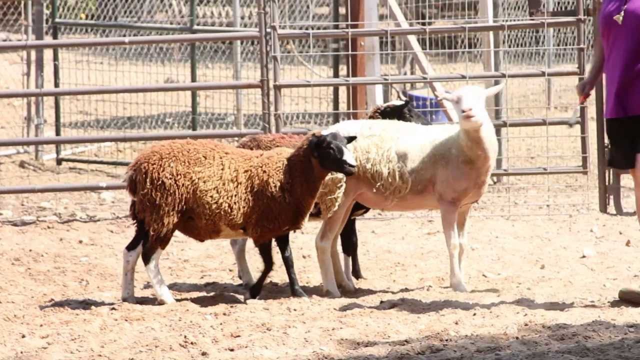 Zoey & Friends - Corgi Herding Instinct Test