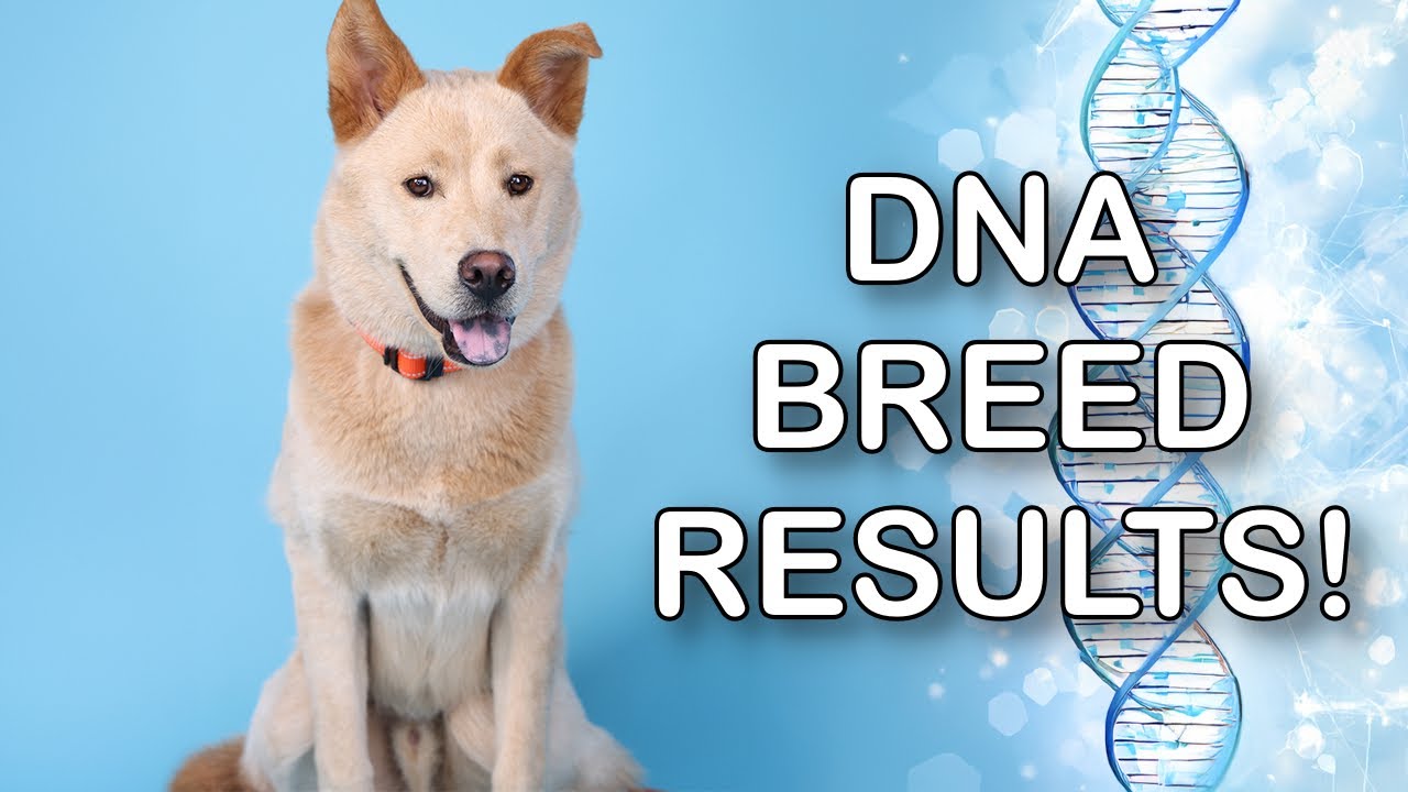 Shelter Dog Pumpkin DNA Test Results LIVE 🔴 - Can You Guess