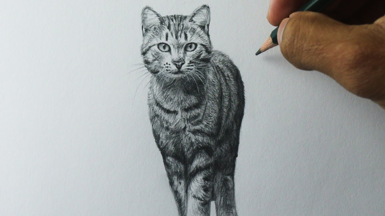 Como desenhar um GATO realista PASSO A PASSO narrado