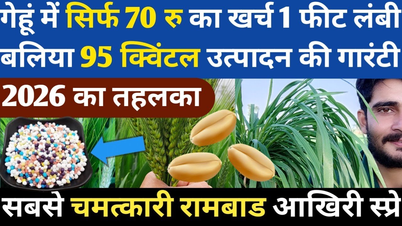 गेहूं की बालियां लंबी सिर्फ 70 रु का खर्च || Gehu ka Utpadan Kaise Badhaye || Gehun Ki Kheti || Gehu