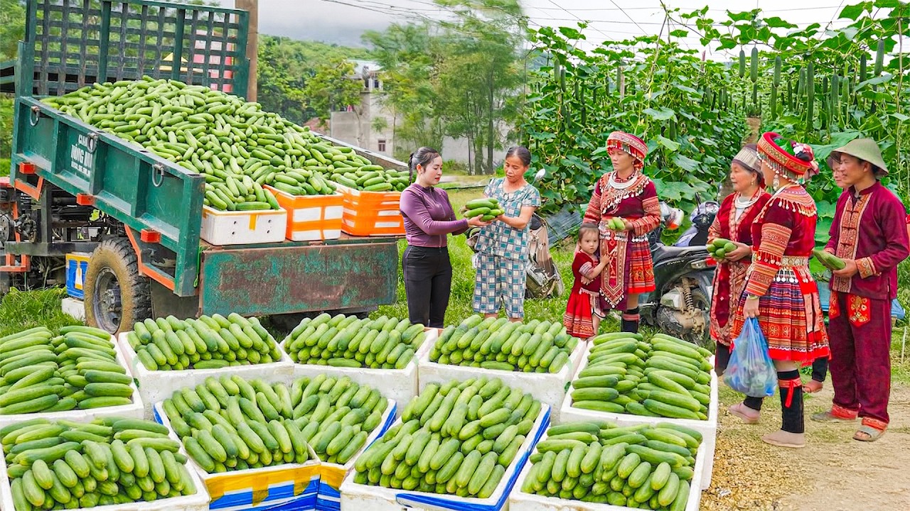 Harvesting 300+ Tons Cucumber Goes to Market to Sell, Buy Seeds & Sow | Đ&agrave;o New Farm
