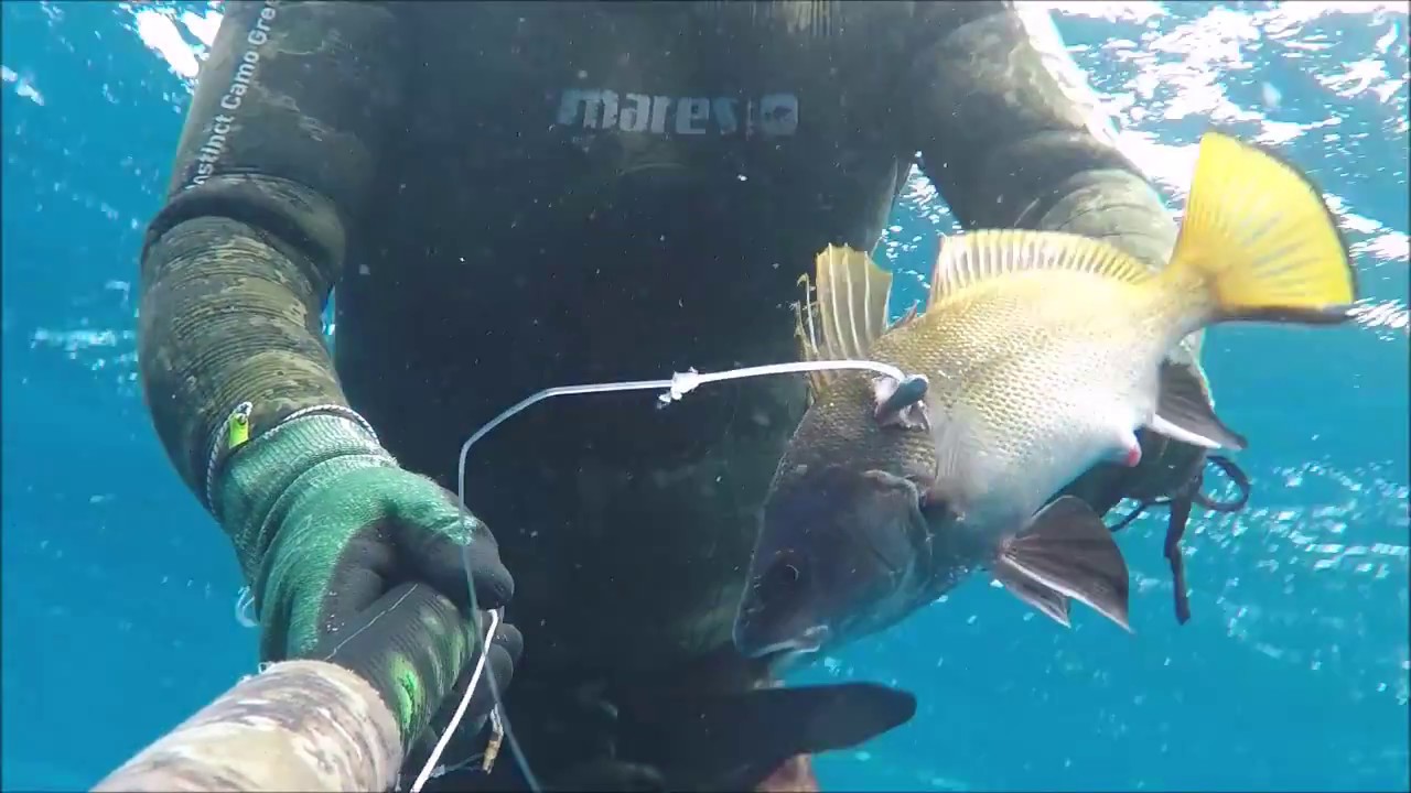 pesce bianco col salvimar predathor 100
