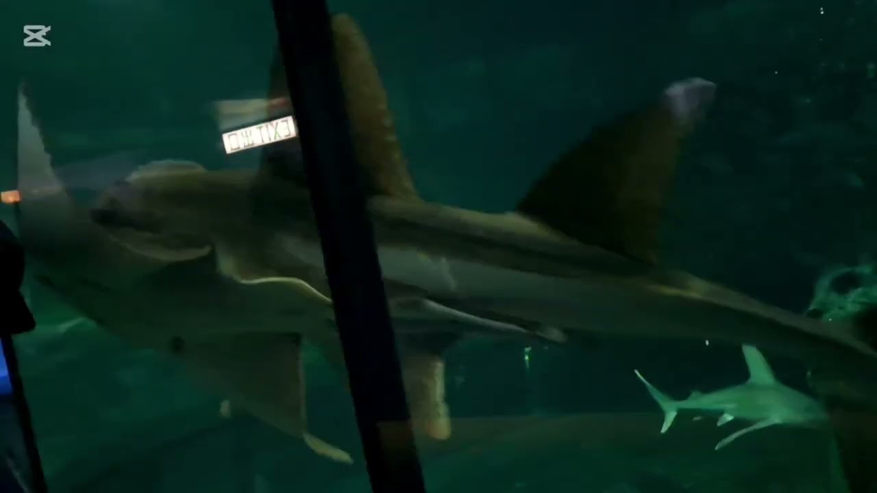 EP3 Shark 🦈 & stingray in an aquarium tank, (ocean park hk)