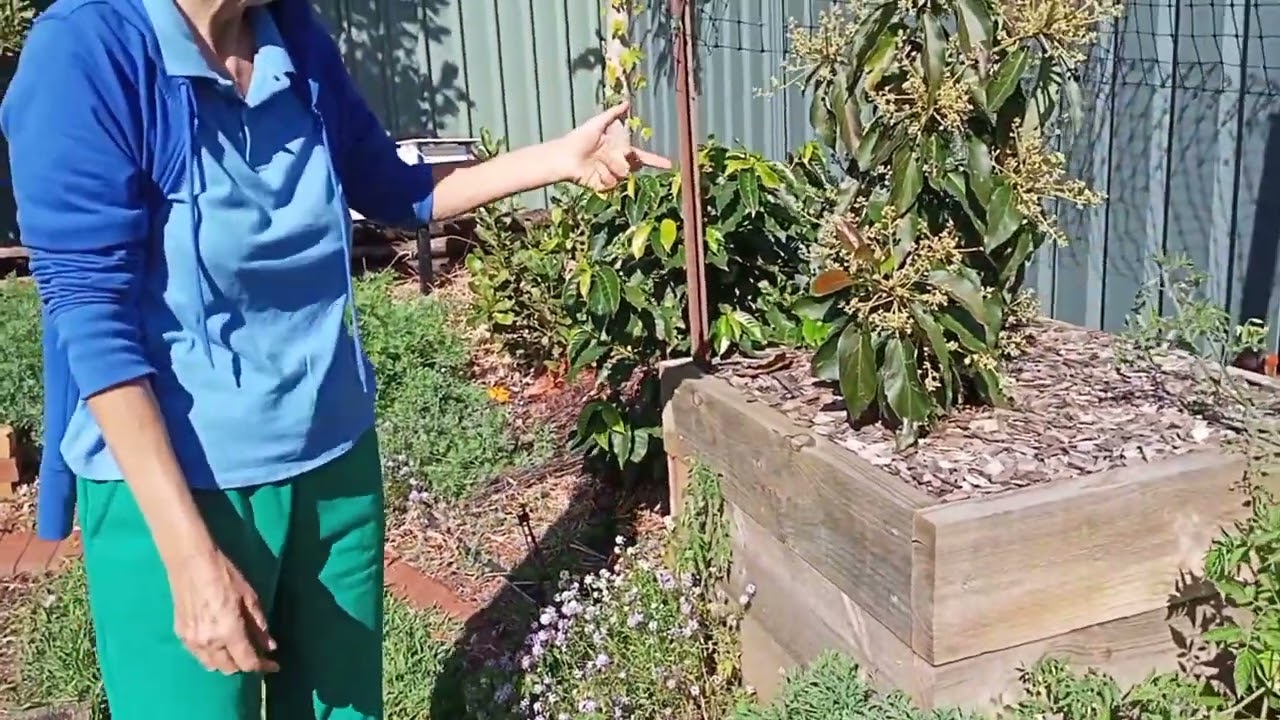 Experiment to stop avocado root rot