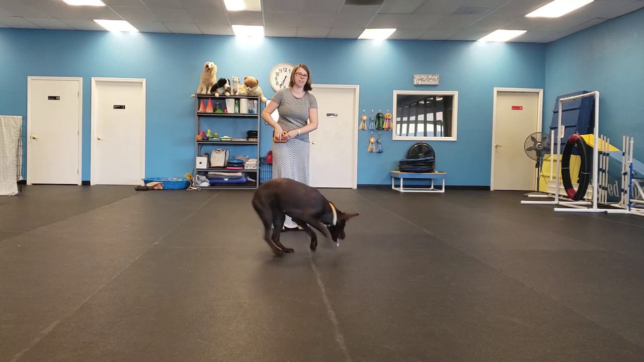 Go Crazy and Freeze anti-jumping game - Tailored Dog Training