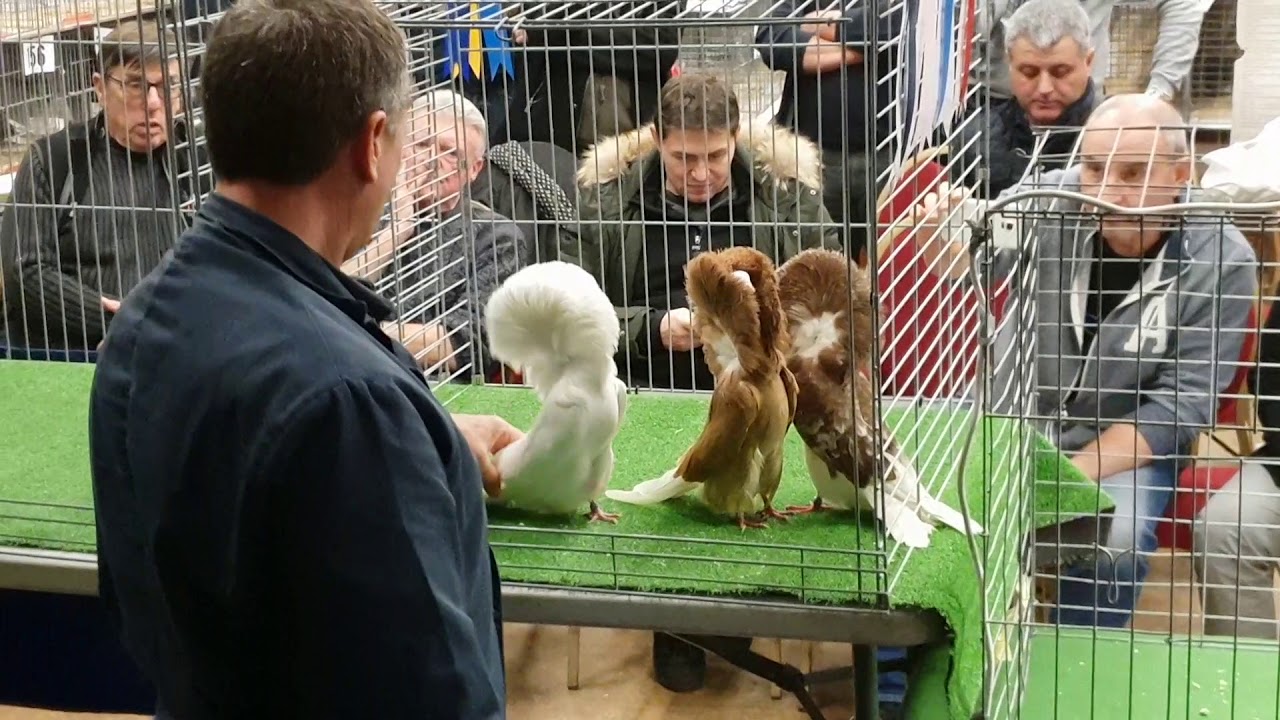 Jacobin Judging  Clint Robertson at The British Jacobin club show 2019