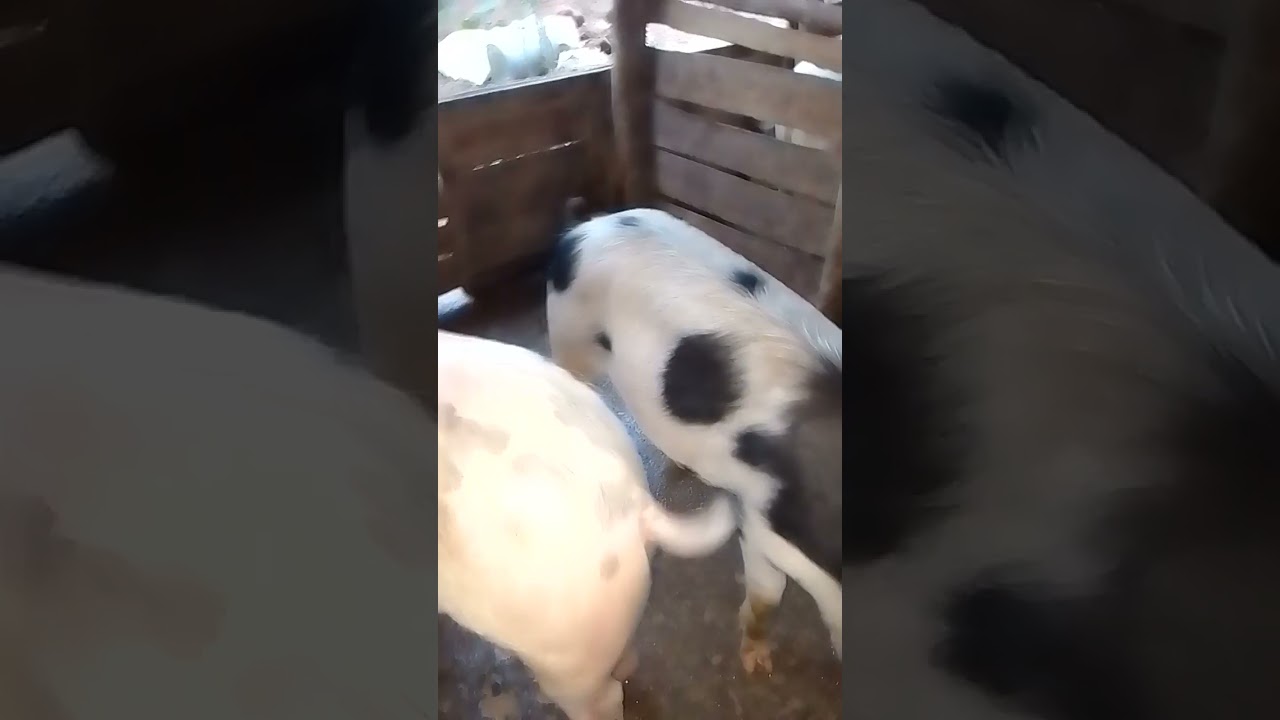 Ingurube nziza cyane zifunze amezi 4 zivutse gusa 