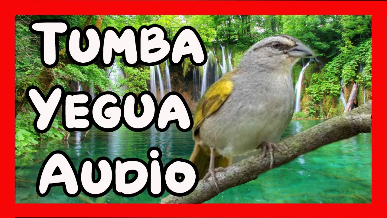 Original audio para enseñar Tumba Yegua, estimula su canto con este sonido/ TUMBA YEGUA Cantor.
