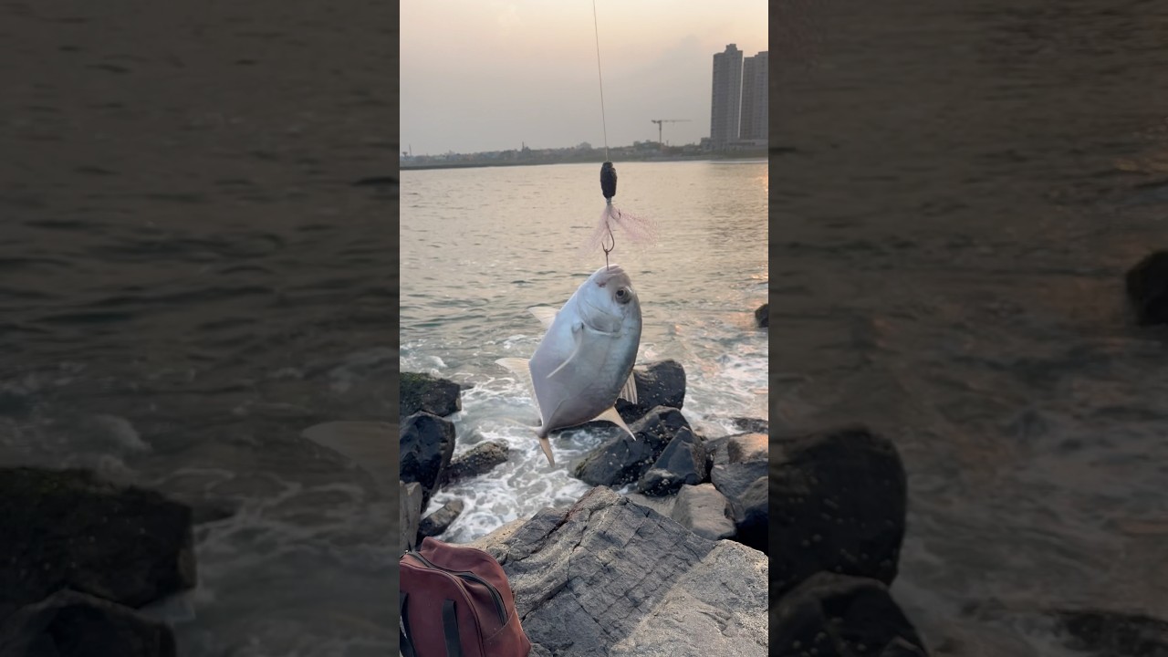 GT fish Chennai N4 beach fishing #fish