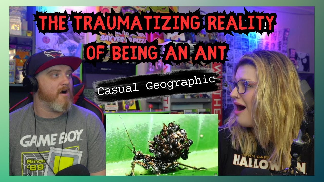 Casual Geographic: Травмирующая реальность жизни муравья @mndiaye_97 | HatGuy и @gnarlynikki React