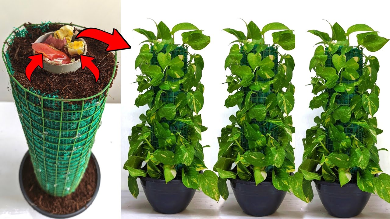 How to grow money plant in a new style at home / Gardening ideas for home