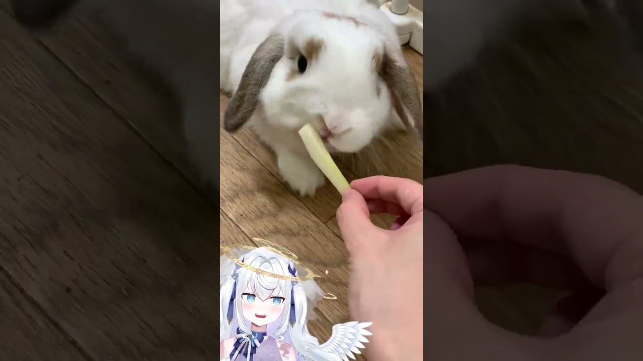 【日籍台V】餵兔子挺難的？ #shorts #vtuber #tv #vr