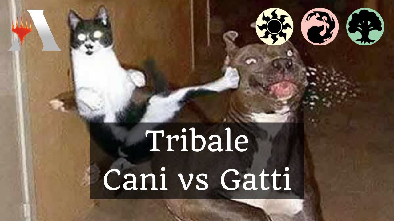 🐶🐱 Tribale cani vs gatti [Magic Arena Ita]