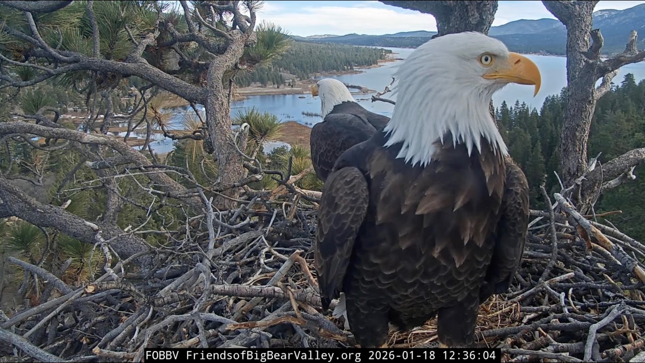Jan 18, 2026 | Afternoon Check-Ins: Fish and a Pancake 🦅