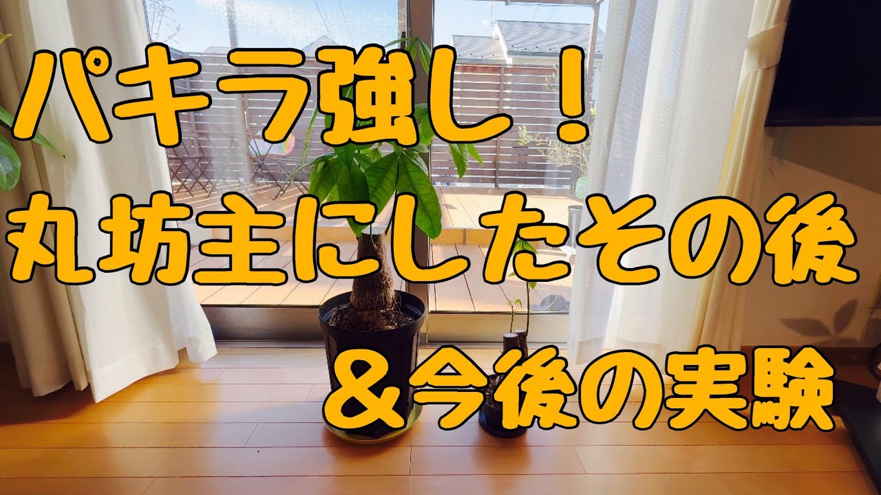 強剪定で丸坊主にしたパキラの状態と今後について