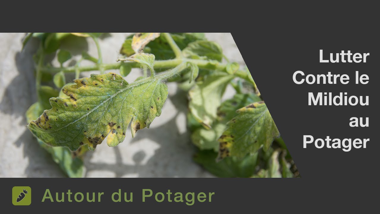 Les rem&egrave;des pour lutter contre le mildiou des tomates