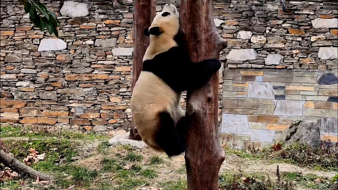 푸야의 다리는 끄덕없는지 나무도 잘 타는 푸야~❤️ | 2월 23일(푸바오 실시간) Panda Fubao