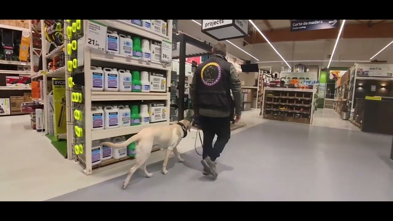 P. 3 labrador en centro comercial adiestramiento #dog #adiestramiento 