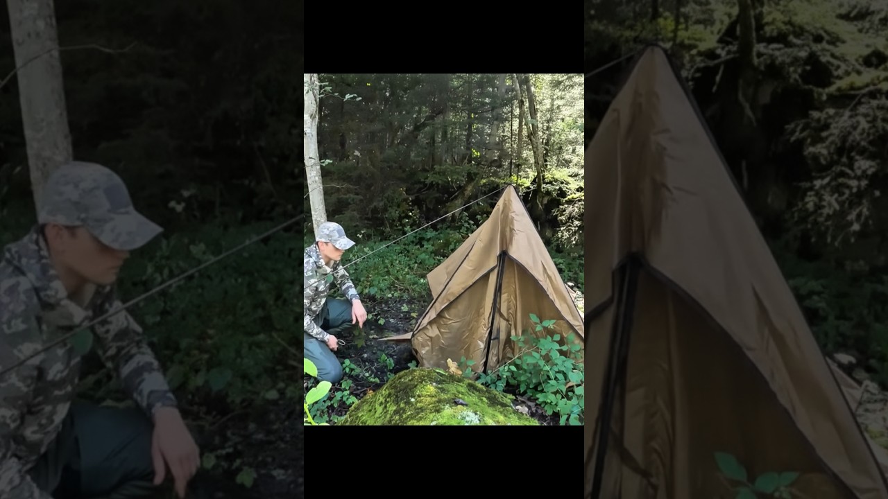 Amazing camping in a forest 