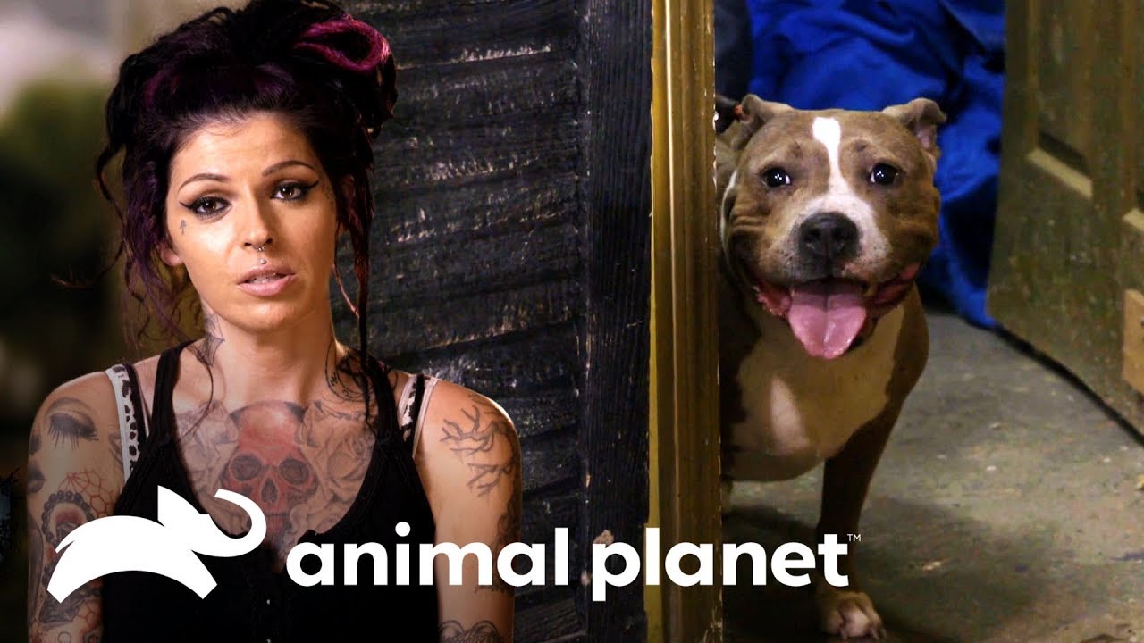 ¿Podrán encontrar a la familia de esta perrita? | Pit bulls y convictos | Animal Planet