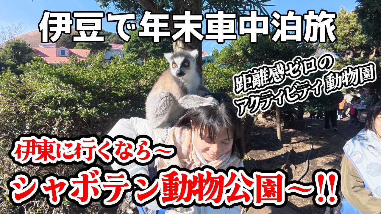 【伊豆で年末車中泊旅】年末は娘と2人で伊東市満喫旅。シャボテン動物公園で、念願のワオキツネザルやたくさんの動物と触れ合い!!城ケ崎海岸や大室山など絶景スポットも。そして最後は…伊東市で一番怪しい場所へ