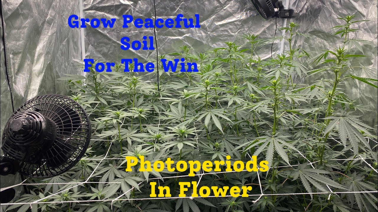 Shout Out To Grow Peaceful And Their Super Soil!! Second Trellis Net Is Going Up!!