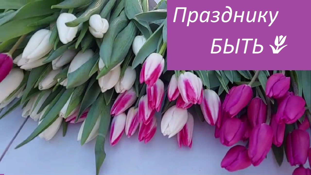 🟣Шостка 7Марта 2026/ Рынок Тюльпанов/Празднику БЫТЬ🌷#влог #шостка #шостка2026