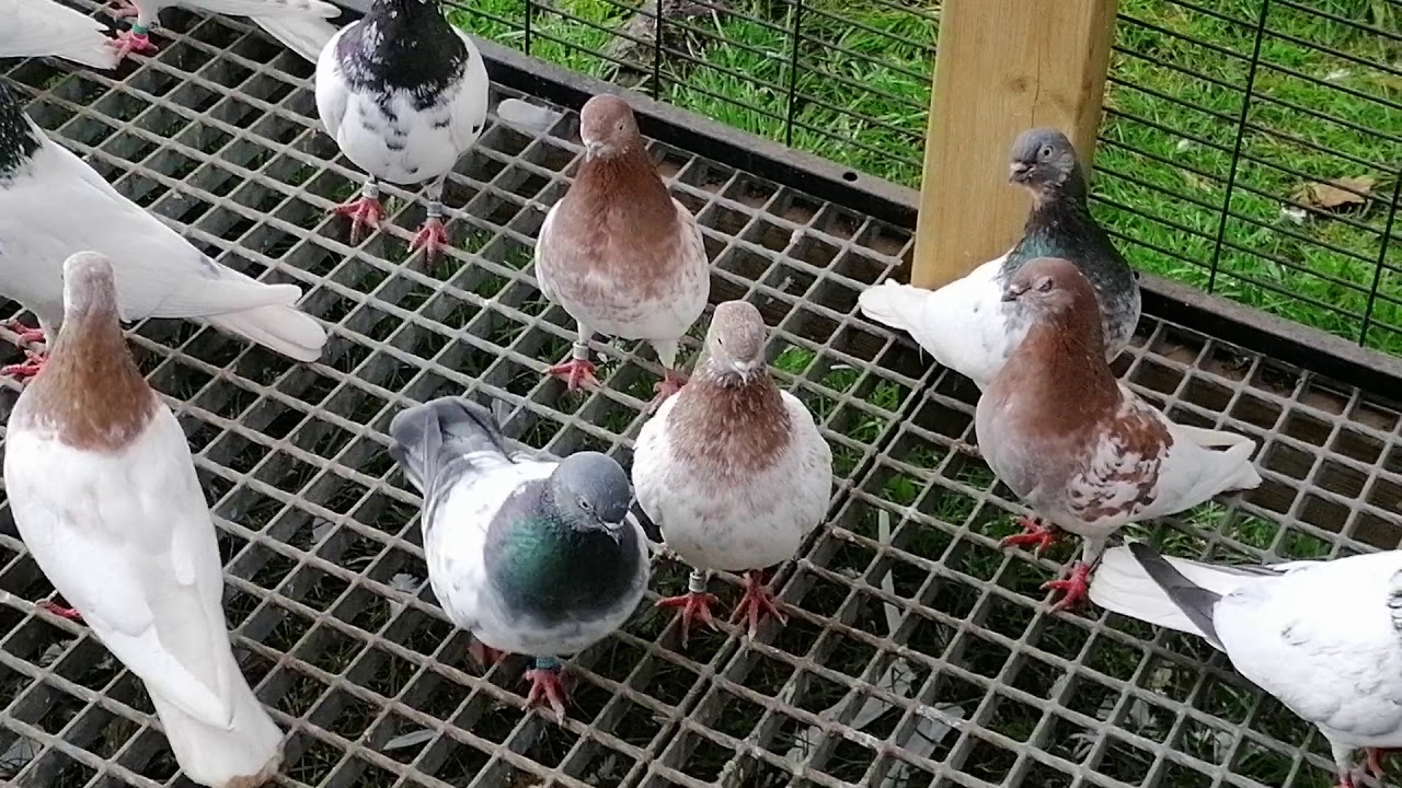 Budapest highflying pigeons