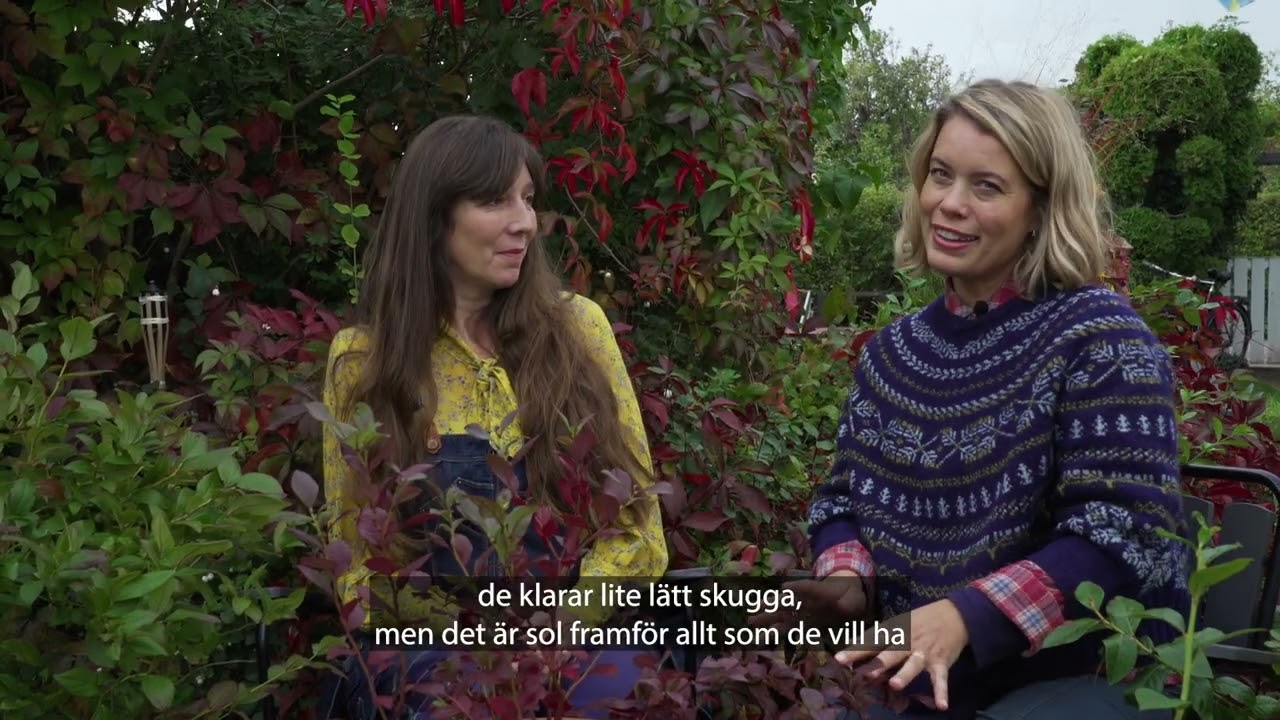 Skötsel och tips om blåbärsbuskar