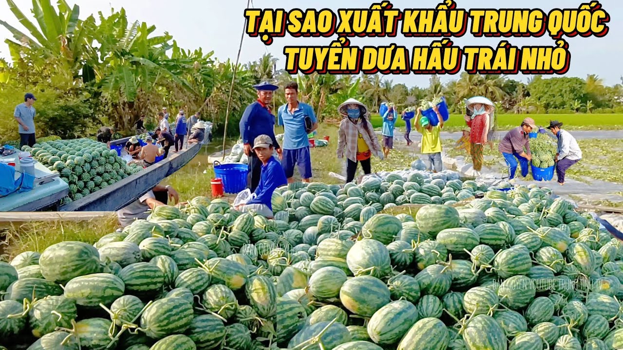 Tưng Bừng Dưa Hấu Tại Ruộng Lúc Tết - Tại Sao Xuất Khẩu Trung Quốc Dưa Hấu Trái Nhỏ #trungtinhtv 