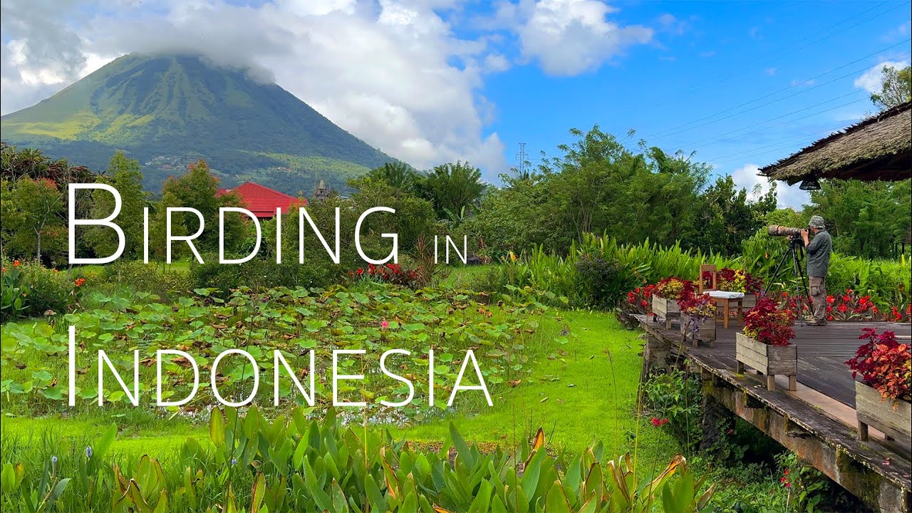 Indonesia Birding Adventure: Exploring Lore Lindu & Sulawesi’s Rare  Birds