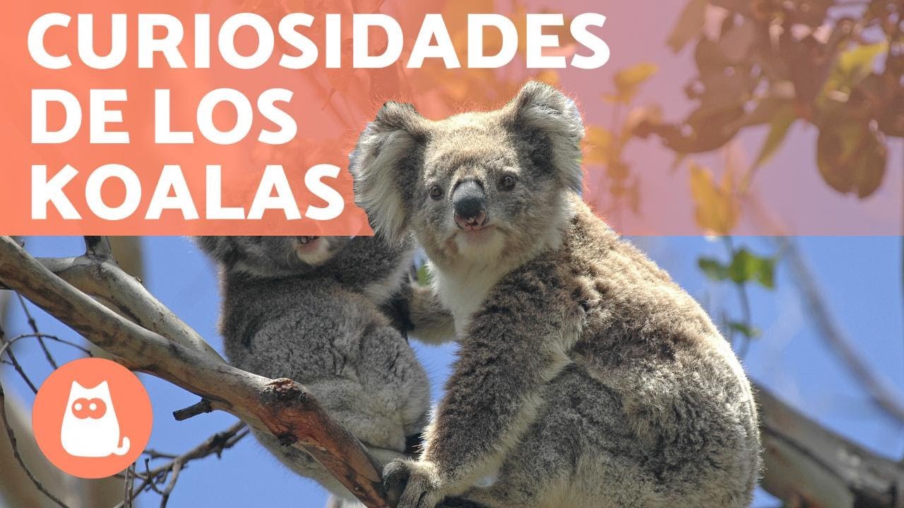 10 CURIOSIDADES que no sabías de los KOALAS 🐨🌿 ¡Descúbrelas!