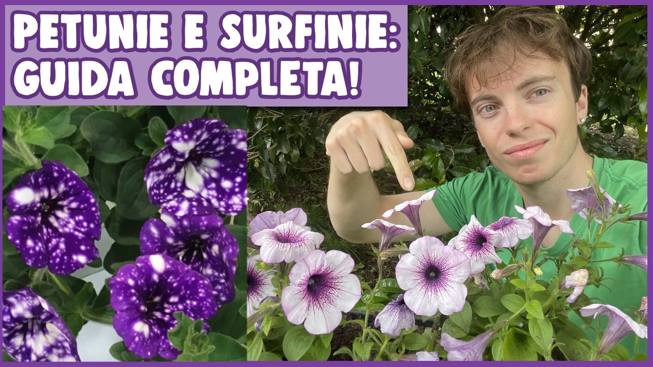 PETUNIE e SURFINIE🌸: CURE e CONSIGLI