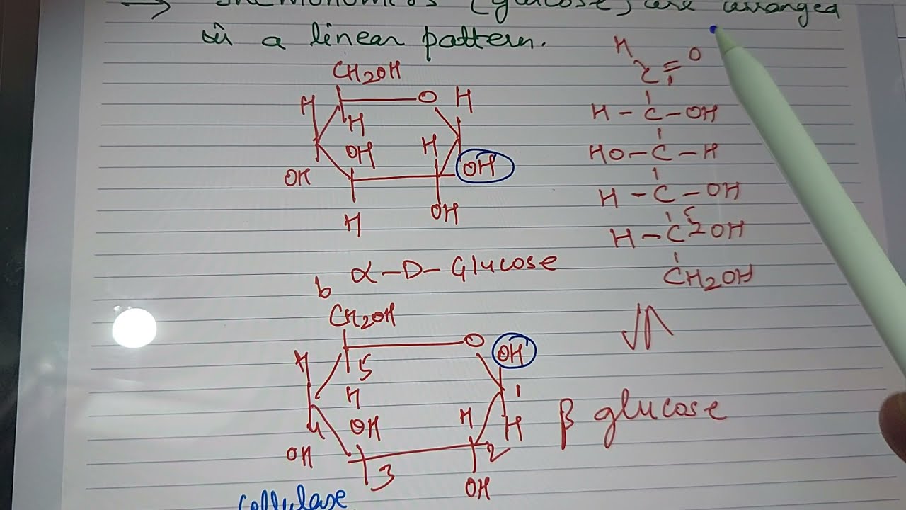 Difference between Alpha D- Glucose and Beta D- Glucose