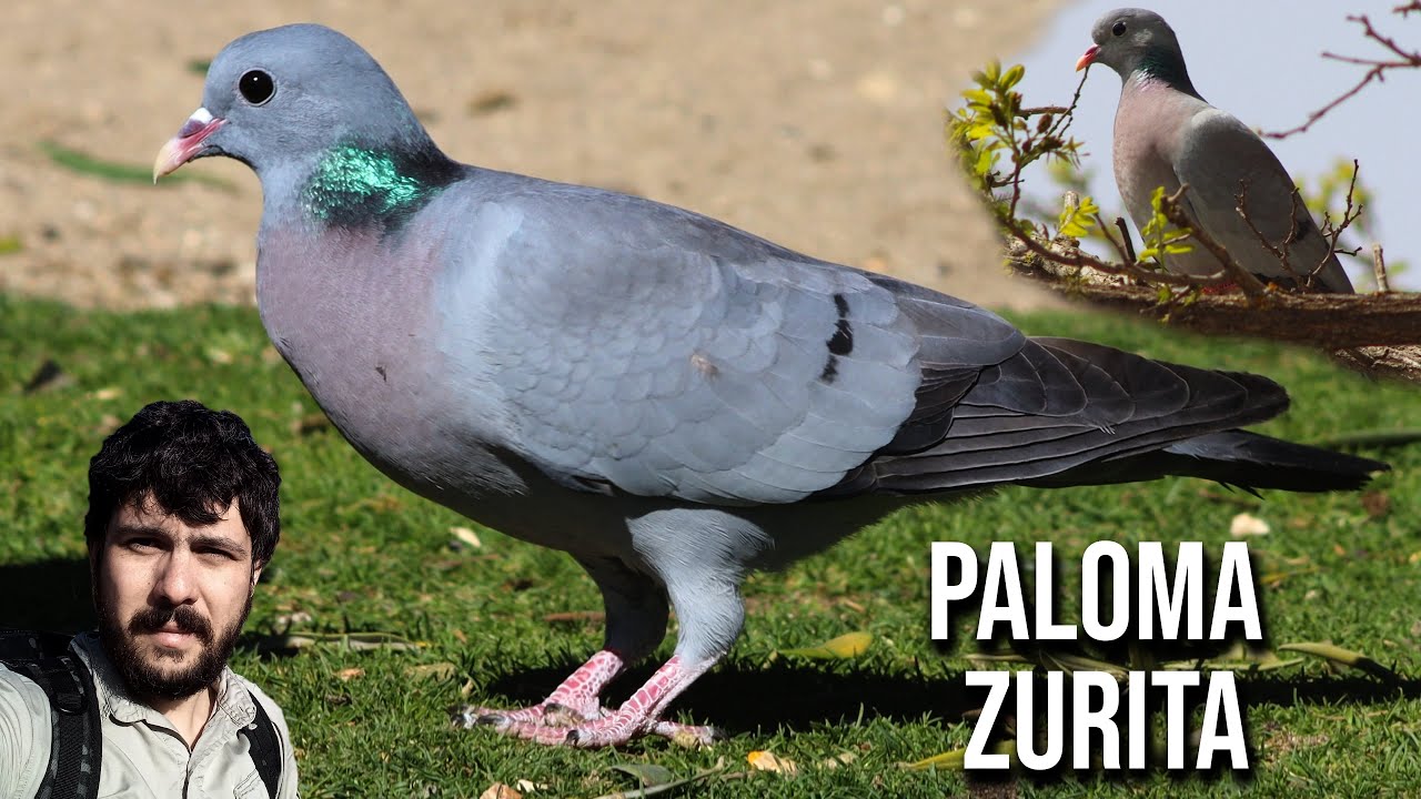 Клинтух 4K (Columba oenas)