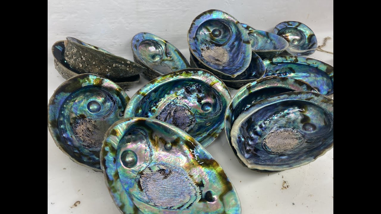 The Inside World of Abalone Mabe Pearls - Guest Mike Radon