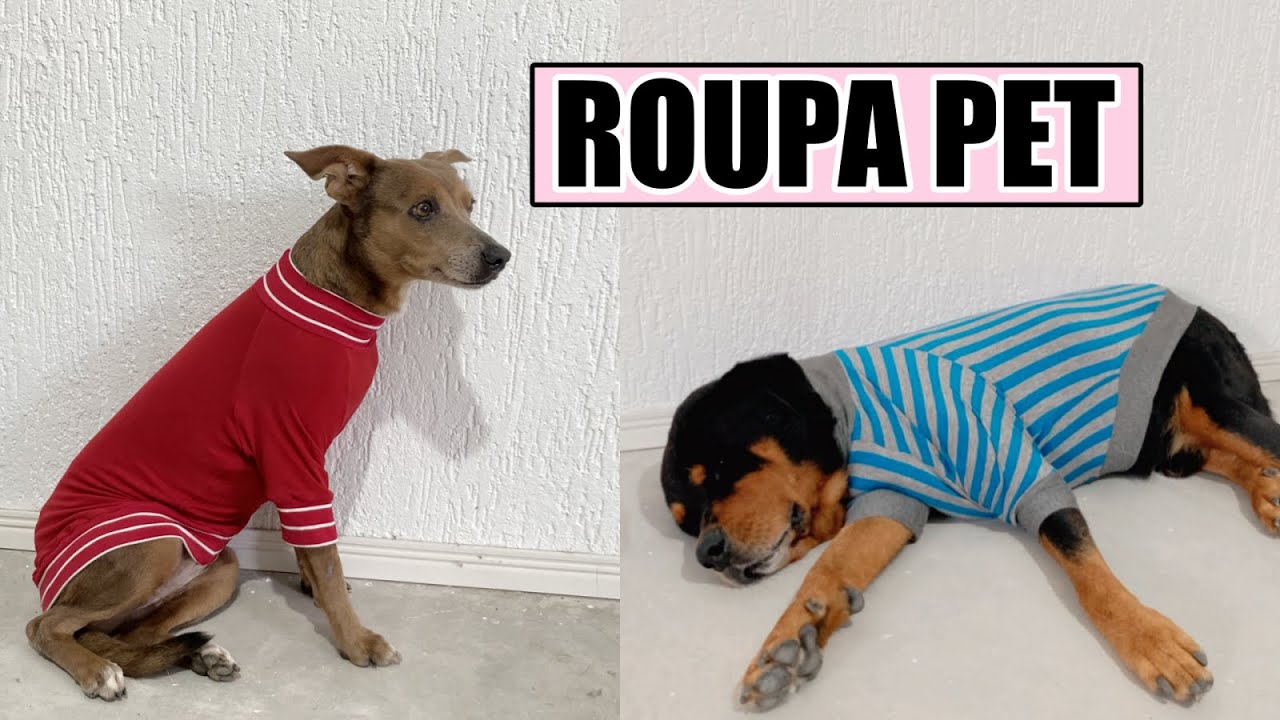 Roupa Pet Corte e Costura para Iniciante f&aacute;cil com molde para baixar em PDF. DIY Blusa Raglan Pet