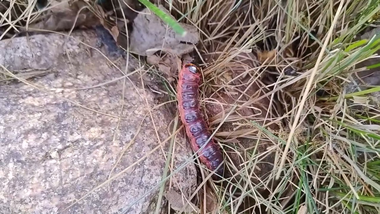 Trociniarka czerwica Cossus cossus BIG WORM HD 1080p
