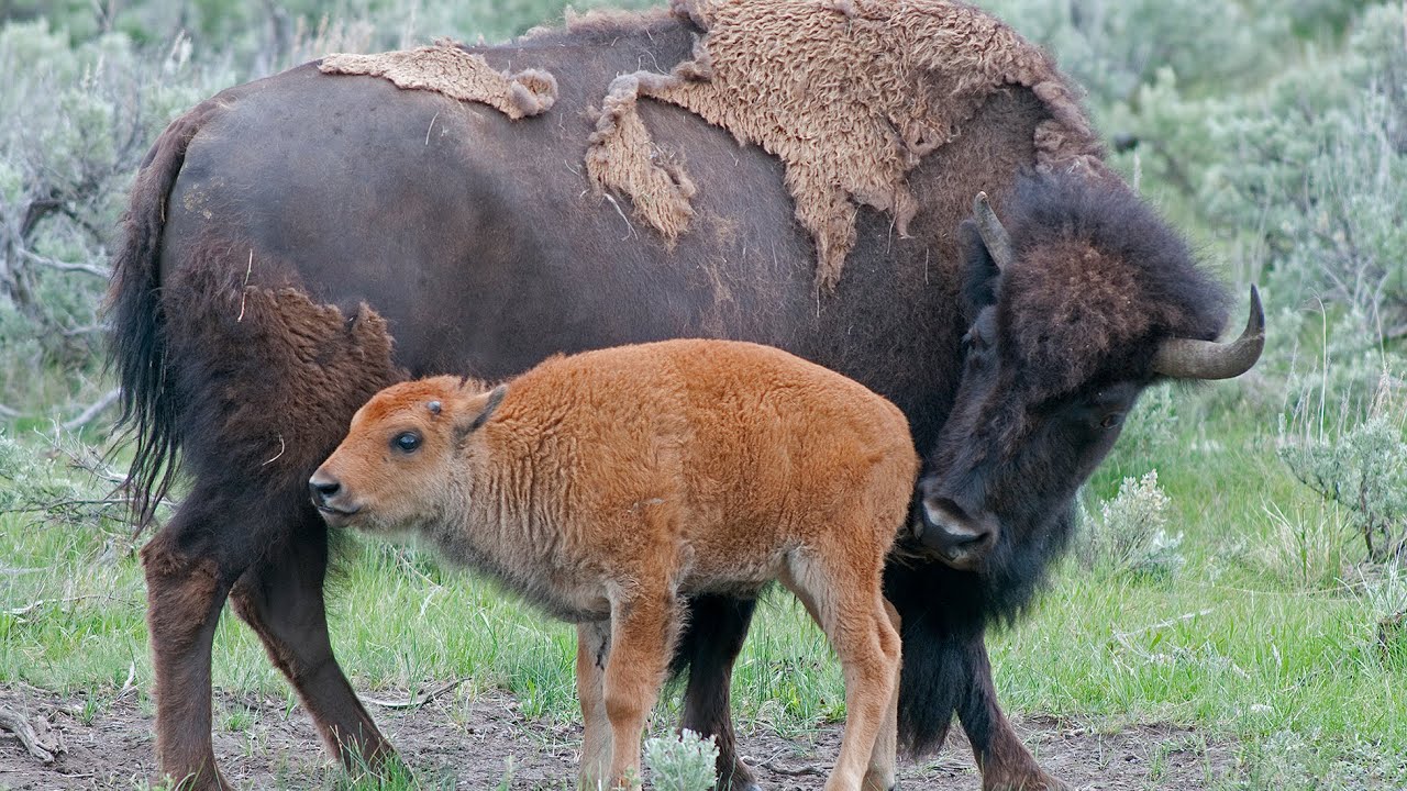A Bison Funeral