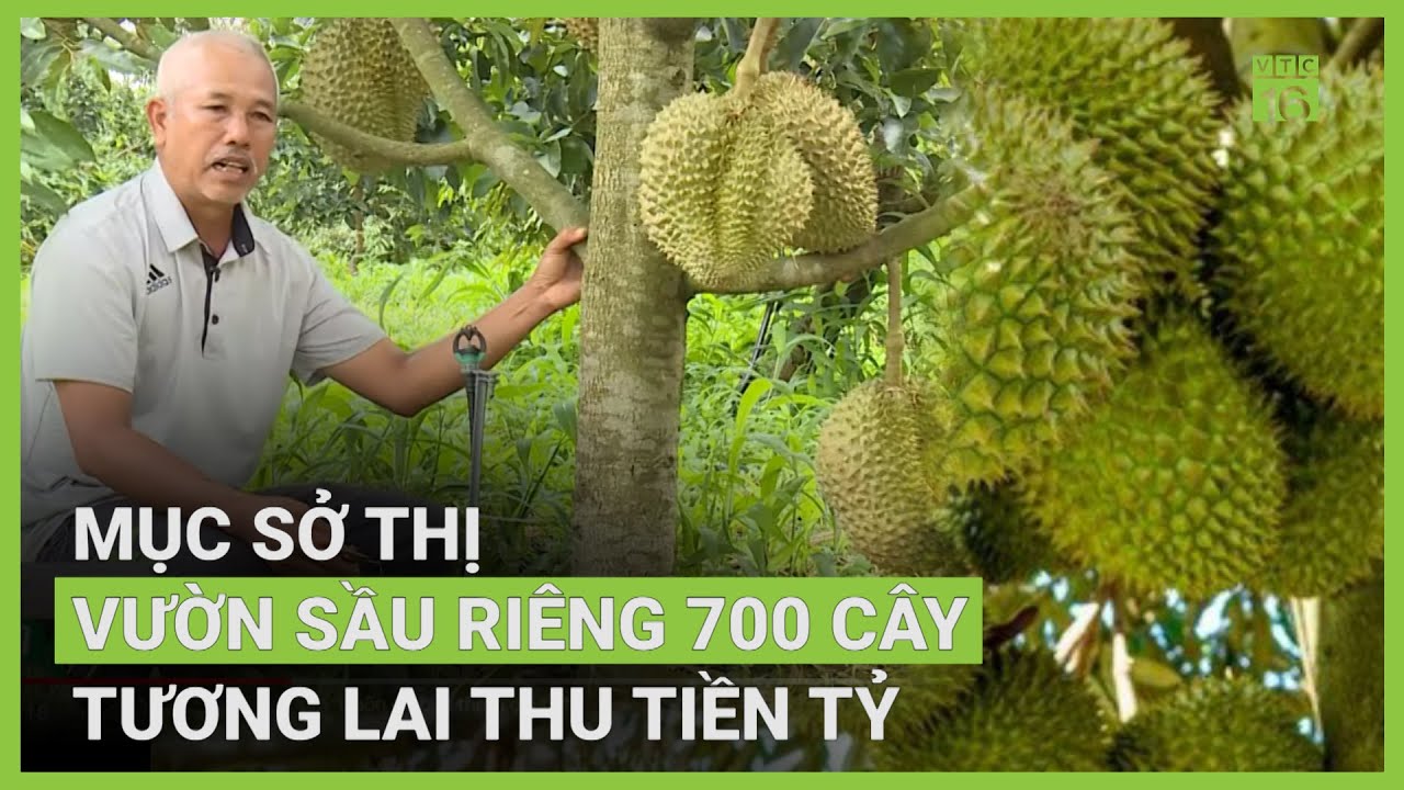 Lão nông thu tiền tỷ từ vườn sầu riêng | VTC16