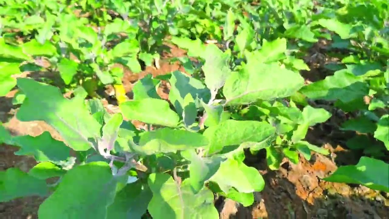 আমার বেগুনের গাছে প্রথম ফল। Sungrow red brinjal farming in bengali 