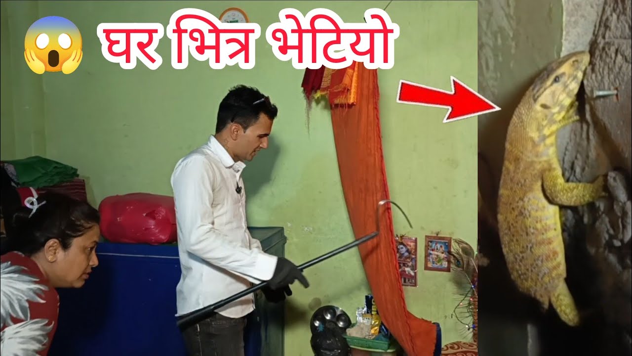 😱 🐍घर भित्र पसेको सुन गोरो लाई समाउँदै || Golden monitor lizard rescue in Nepal