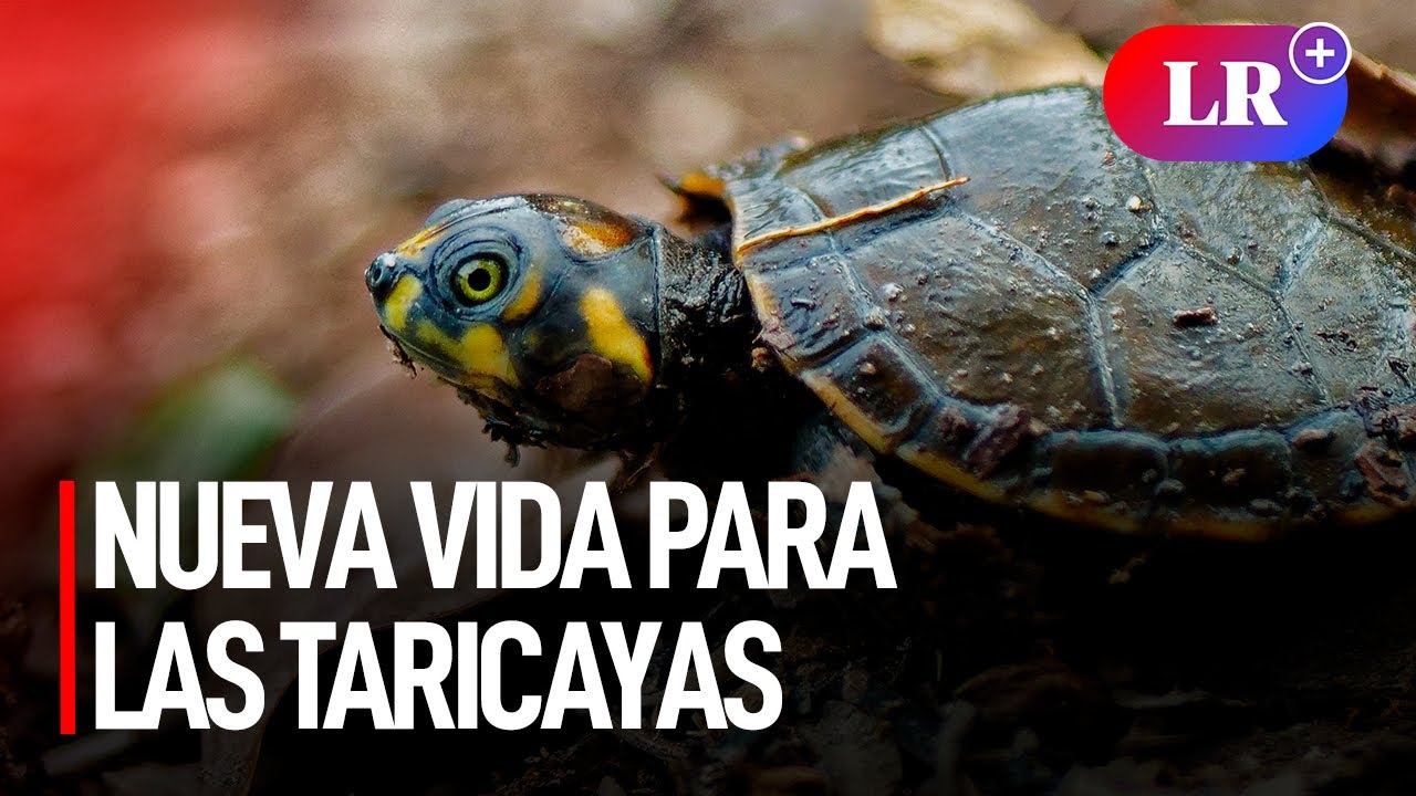 Vida nueva para las taricayas | #LR