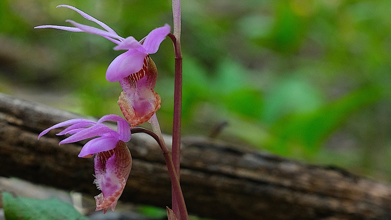 Search for the CALYPSO (Fairy Slipper) ORCHID – We Found it!