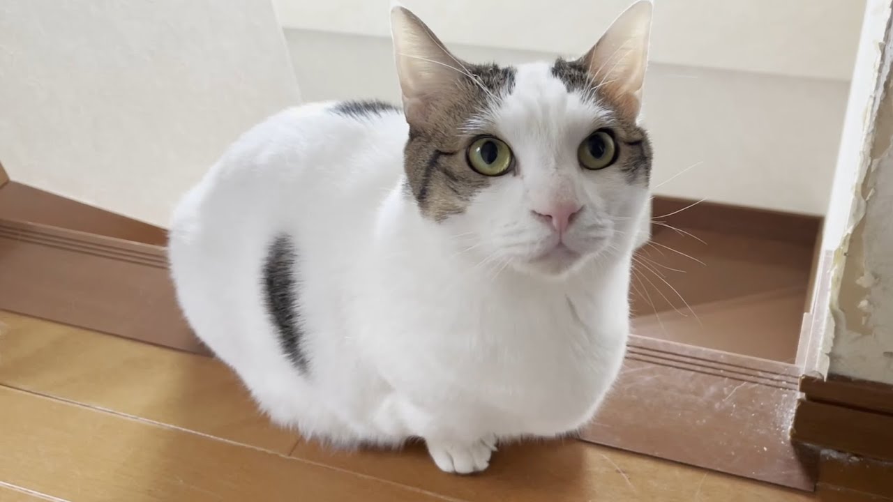 文句タラタラ「散歩行かせろ」コールが止まらない猫