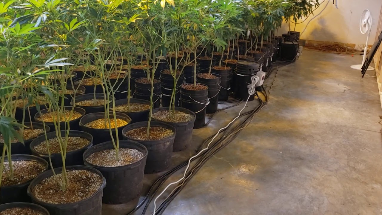12k watt mmj grow. de hps/cmh 1000