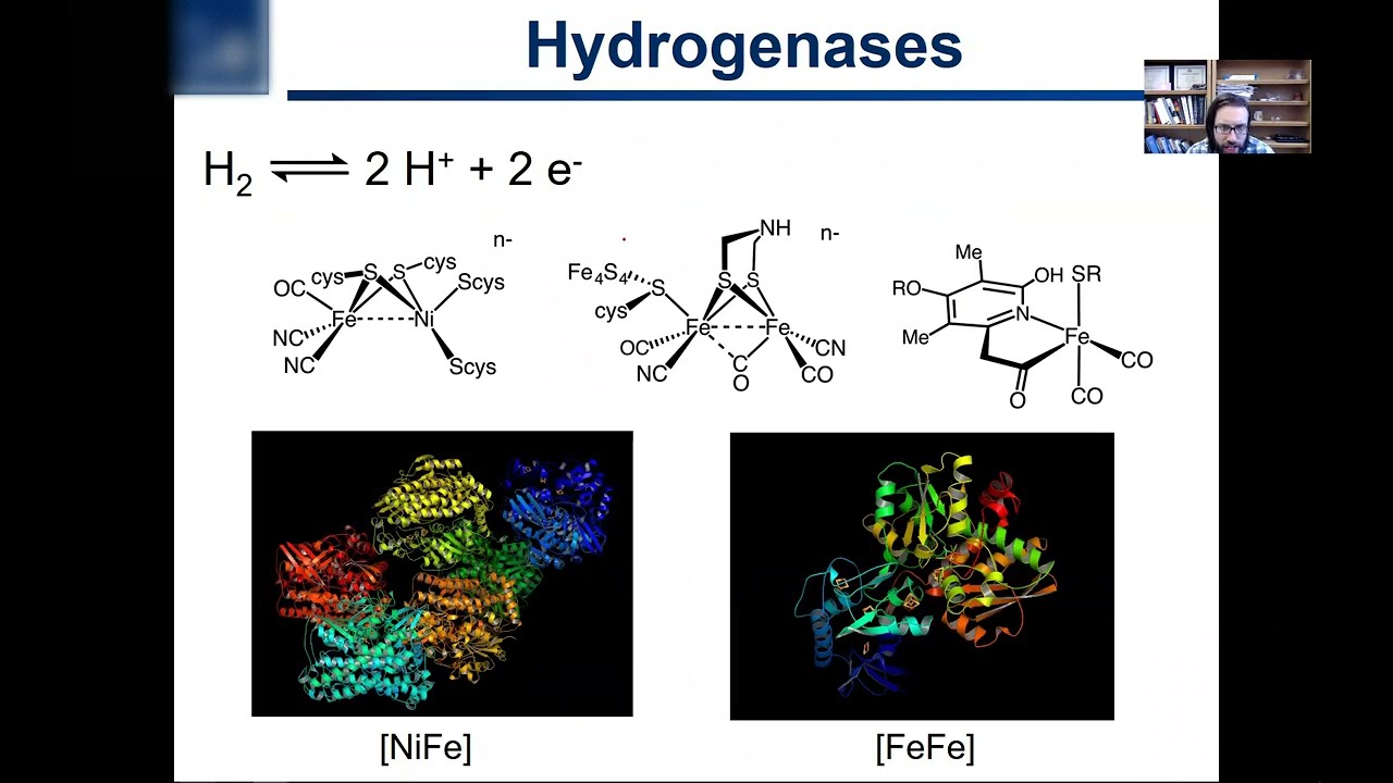 7.4. Hydrogen as a Ligand